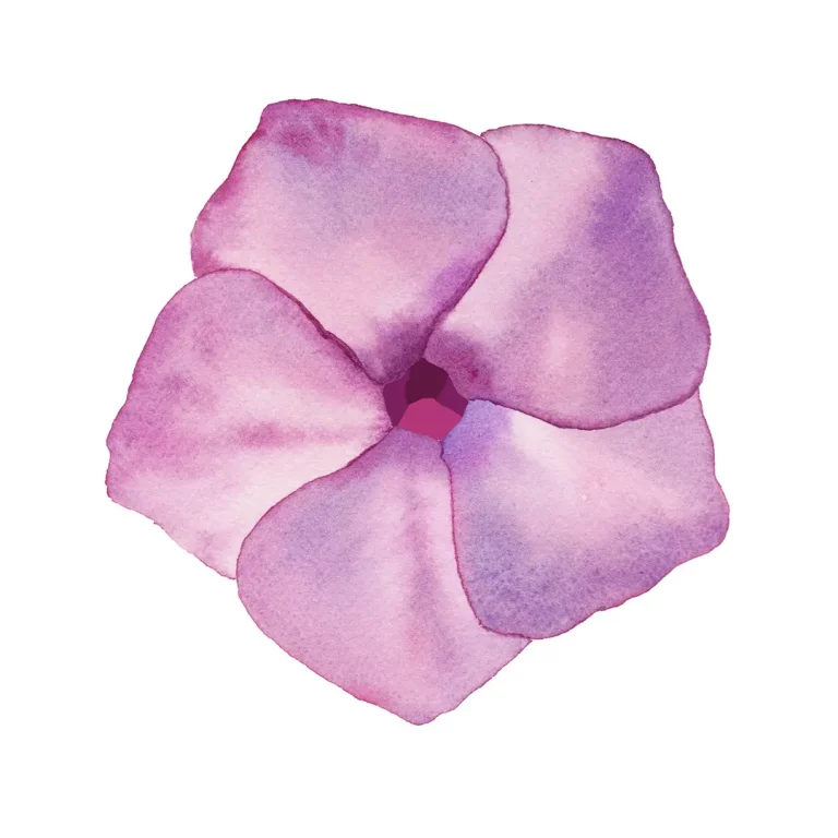 blossom of phlox perennial on white