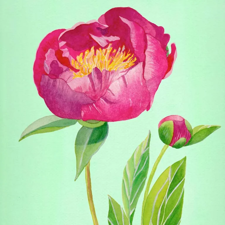 painted pink peony on mint background