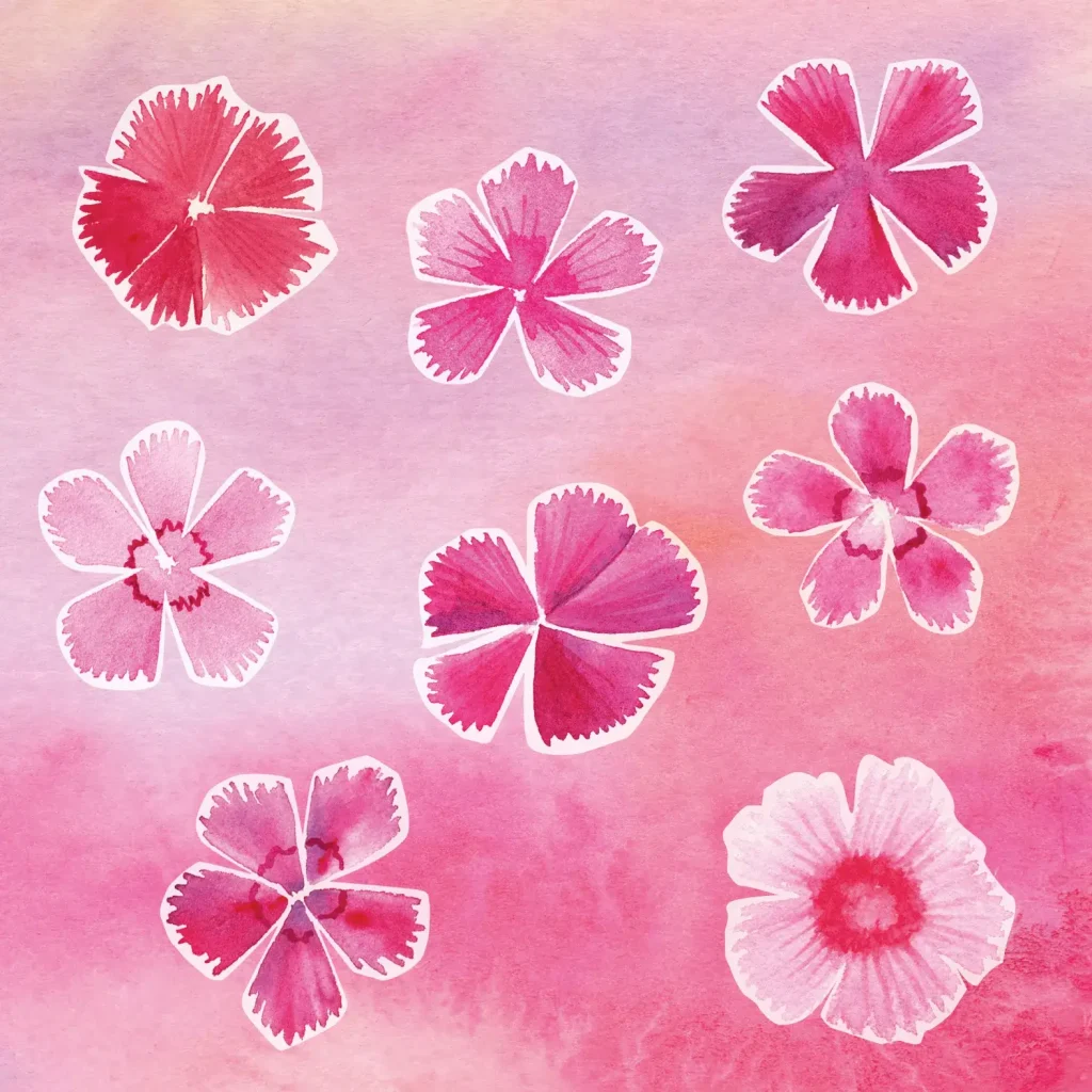 Blüten unterschiedlicher Nelken, Aquarellcomposing in pink