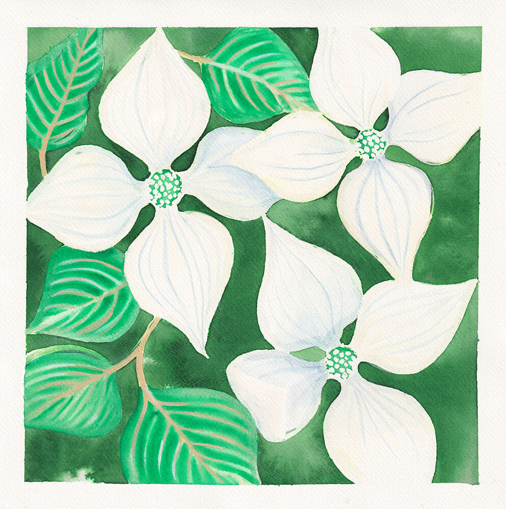 Aquarellgemälde mit den Blüten des japanischen Hartriegelstrauches