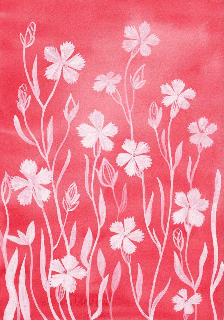 white carnation flowers on red background