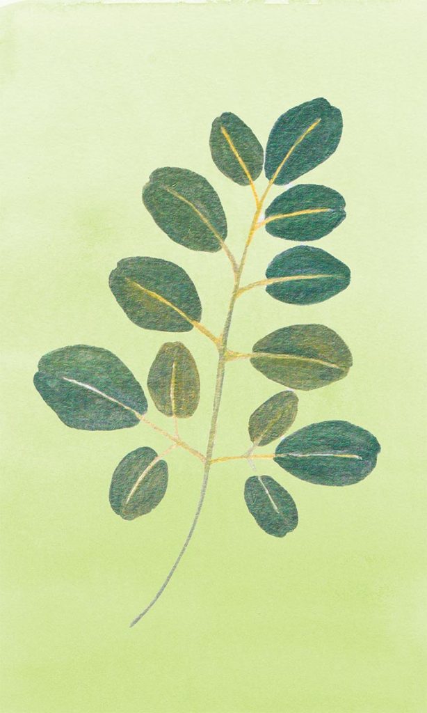 Moringa leaf painted
