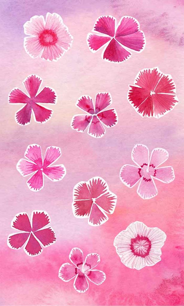 pink gilly flowers on aquarelle background